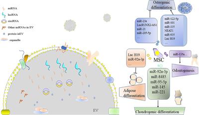 Noncoding RNA in Extracellular Vesicles Regulate Differentiation of Mesenchymal Stem Cells